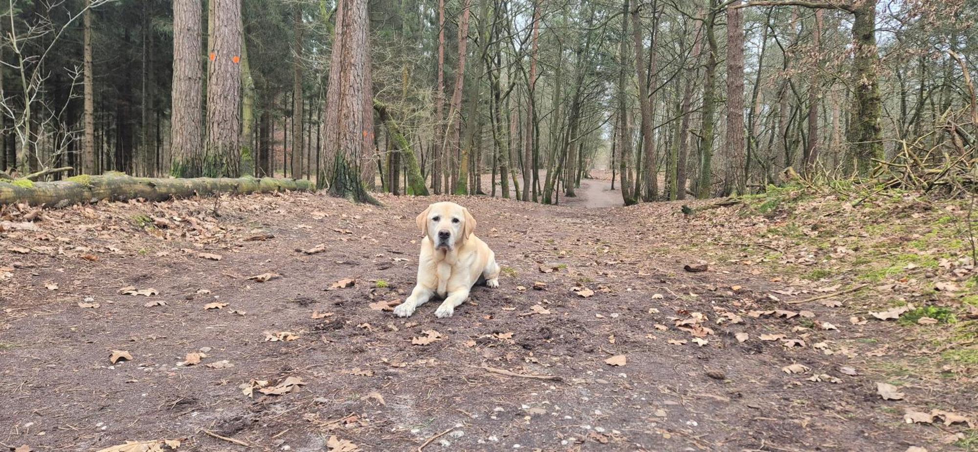 Het Veluwse Boshuisje Knus Chalet Met Omheinde Tuin Op De Veluwe Hoenderloo Esterno foto