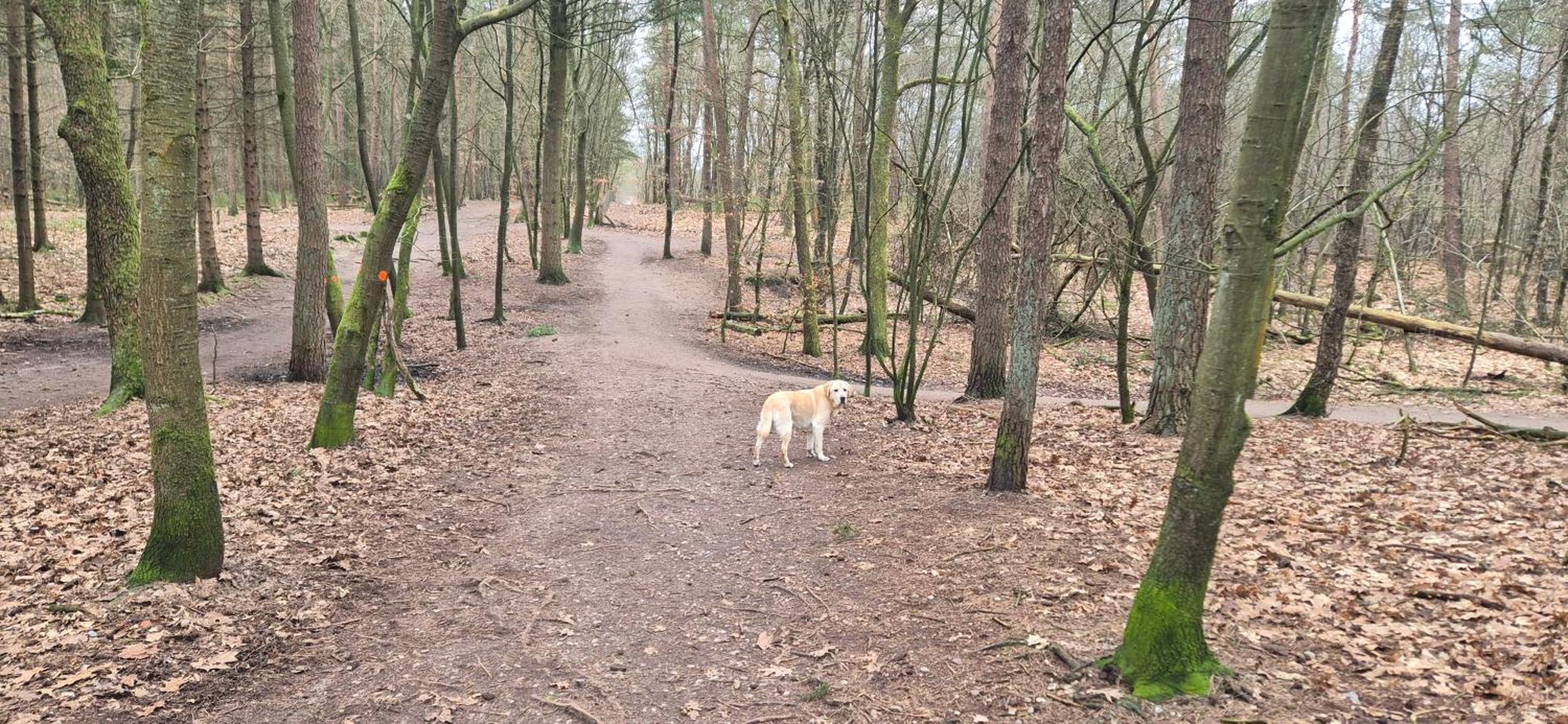 Het Veluwse Boshuisje Knus Chalet Met Omheinde Tuin Op De Veluwe Hoenderloo Esterno foto